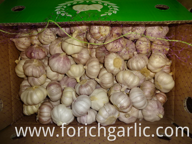 Normal White Garlic